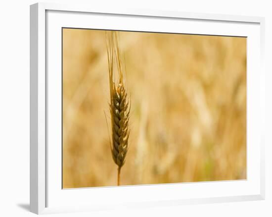 Closeup of Barley, East Himalayas, Tibet, China-Keren Su-Framed Photographic Print