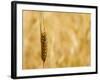 Closeup of Barley, East Himalayas, Tibet, China-Keren Su-Framed Photographic Print