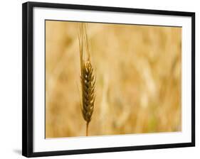 Closeup of Barley, East Himalayas, Tibet, China-Keren Su-Framed Photographic Print