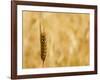 Closeup of Barley, East Himalayas, Tibet, China-Keren Su-Framed Photographic Print