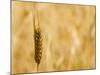 Closeup of Barley, East Himalayas, Tibet, China-Keren Su-Mounted Photographic Print