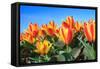 Closeup of Beautiful Dutch Tulip Flowers in Field-Sandra van der Steen-Framed Stretched Canvas