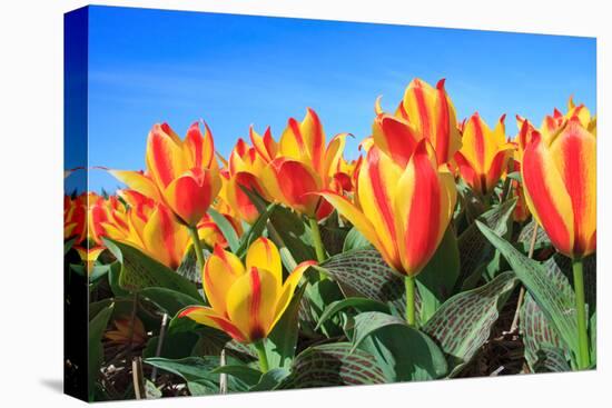 Closeup of Beautiful Dutch Tulip Flowers in Field-Sandra van der Steen-Stretched Canvas