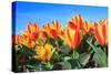 Closeup of Beautiful Dutch Tulip Flowers in Field-Sandra van der Steen-Stretched Canvas