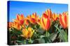 Closeup of Beautiful Dutch Tulip Flowers in Field-Sandra van der Steen-Stretched Canvas