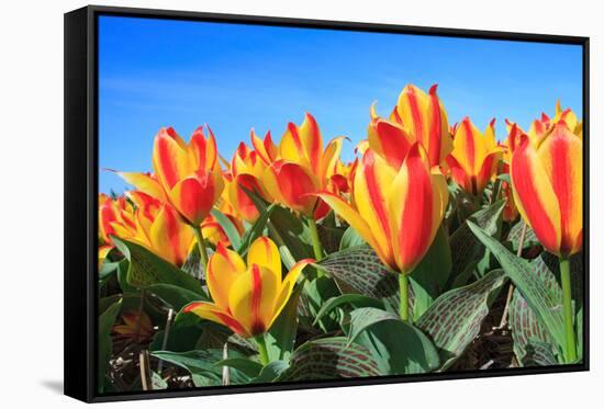 Closeup of Beautiful Dutch Tulip Flowers in Field-Sandra van der Steen-Framed Stretched Canvas