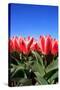 Closeup of Beautiful Dutch Tulip Flowers in Field-Sandra van der Steen-Stretched Canvas