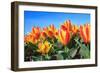 Closeup of Beautiful Dutch Tulip Flowers in Field-Sandra van der Steen-Framed Photographic Print