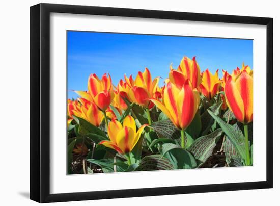 Closeup of Beautiful Dutch Tulip Flowers in Field-Sandra van der Steen-Framed Photographic Print