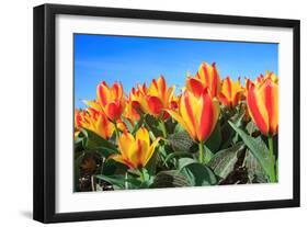 Closeup of Beautiful Dutch Tulip Flowers in Field-Sandra van der Steen-Framed Photographic Print