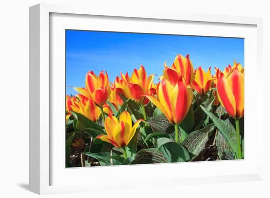 Closeup of Beautiful Dutch Tulip Flowers in Field-Sandra van der Steen-Framed Photographic Print