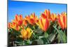 Closeup of Beautiful Dutch Tulip Flowers in Field-Sandra van der Steen-Mounted Photographic Print