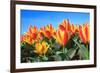 Closeup of Beautiful Dutch Tulip Flowers in Field-Sandra van der Steen-Framed Photographic Print