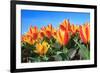 Closeup of Beautiful Dutch Tulip Flowers in Field-Sandra van der Steen-Framed Photographic Print