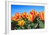 Closeup of Beautiful Dutch Tulip Flowers in Field-Sandra van der Steen-Framed Photographic Print