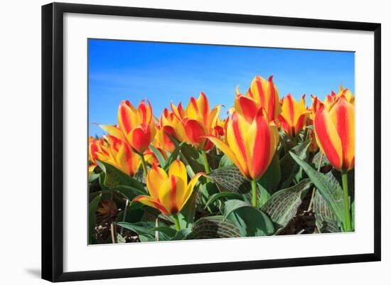 Closeup of Beautiful Dutch Tulip Flowers in Field-Sandra van der Steen-Framed Photographic Print