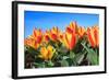 Closeup of Beautiful Dutch Tulip Flowers in Field-Sandra van der Steen-Framed Photographic Print