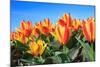 Closeup of Beautiful Dutch Tulip Flowers in Field-Sandra van der Steen-Mounted Photographic Print