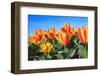 Closeup of Beautiful Dutch Tulip Flowers in Field-Sandra van der Steen-Framed Photographic Print