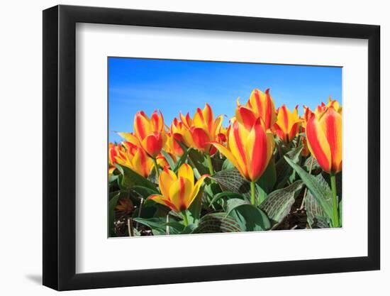 Closeup of Beautiful Dutch Tulip Flowers in Field-Sandra van der Steen-Framed Photographic Print