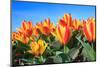 Closeup of Beautiful Dutch Tulip Flowers in Field-Sandra van der Steen-Mounted Photographic Print