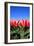 Closeup of Beautiful Dutch Tulip Flowers in Field-Sandra van der Steen-Framed Photographic Print