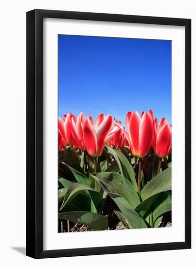 Closeup of Beautiful Dutch Tulip Flowers in Field-Sandra van der Steen-Framed Photographic Print