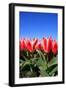 Closeup of Beautiful Dutch Tulip Flowers in Field-Sandra van der Steen-Framed Photographic Print