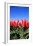 Closeup of Beautiful Dutch Tulip Flowers in Field-Sandra van der Steen-Framed Photographic Print