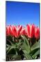 Closeup of Beautiful Dutch Tulip Flowers in Field-Sandra van der Steen-Mounted Photographic Print