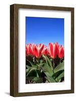 Closeup of Beautiful Dutch Tulip Flowers in Field-Sandra van der Steen-Framed Photographic Print