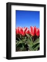 Closeup of Beautiful Dutch Tulip Flowers in Field-Sandra van der Steen-Framed Photographic Print