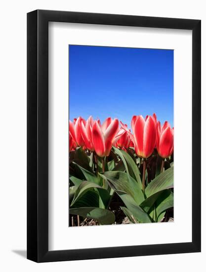 Closeup of Beautiful Dutch Tulip Flowers in Field-Sandra van der Steen-Framed Photographic Print