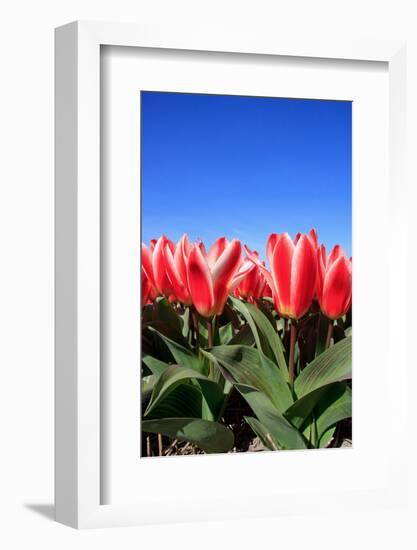 Closeup of Beautiful Dutch Tulip Flowers in Field-Sandra van der Steen-Framed Photographic Print