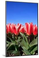 Closeup of Beautiful Dutch Tulip Flowers in Field-Sandra van der Steen-Mounted Photographic Print