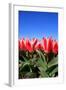 Closeup of Beautiful Dutch Tulip Flowers in Field-Sandra van der Steen-Framed Photographic Print