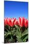 Closeup of Beautiful Dutch Tulip Flowers in Field-Sandra van der Steen-Mounted Photographic Print