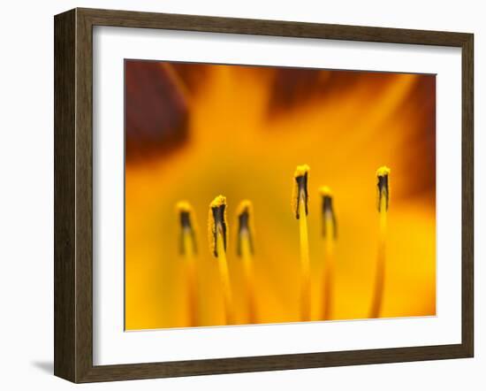 Closeup of day lily stamen, Arlington, Virginia, USA-Corey Hilz-Framed Photographic Print