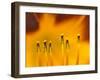 Closeup of day lily stamen, Arlington, Virginia, USA-Corey Hilz-Framed Photographic Print