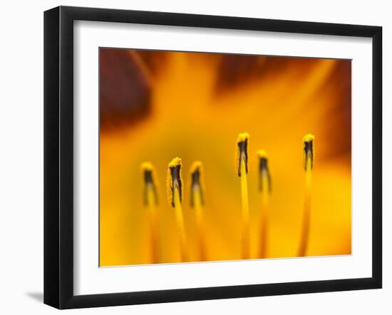 Closeup of day lily stamen, Arlington, Virginia, USA-Corey Hilz-Framed Photographic Print
