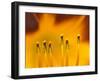 Closeup of day lily stamen, Arlington, Virginia, USA-Corey Hilz-Framed Photographic Print