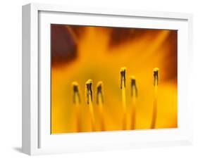 Closeup of day lily stamen, Arlington, Virginia, USA-Corey Hilz-Framed Photographic Print