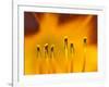 Closeup of day lily stamen, Arlington, Virginia, USA-Corey Hilz-Framed Photographic Print