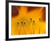 Closeup of day lily stamen, Arlington, Virginia, USA-Corey Hilz-Framed Photographic Print