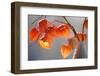 Closeup of Delicate Physalis Flowers, Cracked and Withered-Podlesnyak Nina-Framed Photographic Print