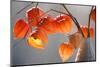 Closeup of Delicate Physalis Flowers, Cracked and Withered-Podlesnyak Nina-Mounted Photographic Print