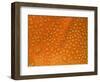 Closeup of Dewdrops on Poppy Petal-George Lepp-Framed Photographic Print