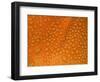 Closeup of Dewdrops on Poppy Petal-George Lepp-Framed Photographic Print