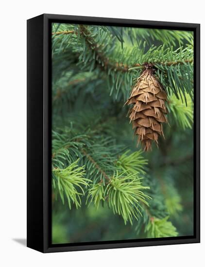 Closeup of Douglas Fir Cone, Olympic National Park, Washington, USA-Jamie & Judy Wild-Framed Stretched Canvas