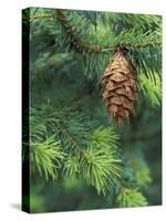 Closeup of Douglas Fir Cone, Olympic National Park, Washington, USA-Jamie & Judy Wild-Stretched Canvas